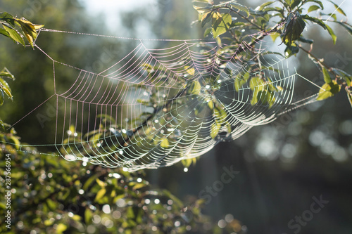 Beautiful spider web in the tree and copy space indian summer