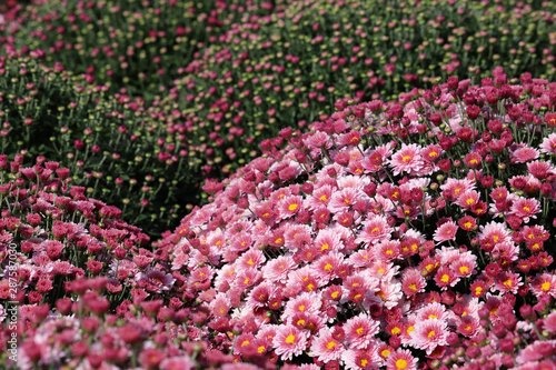 Pink chrysanthemums, colorful field of flowers in sunny day, landscape design. Picturesque floral background, beautiful pattern, symbol of autumn