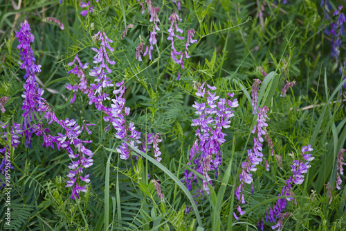 Flowering meadow with purple flowers vetch