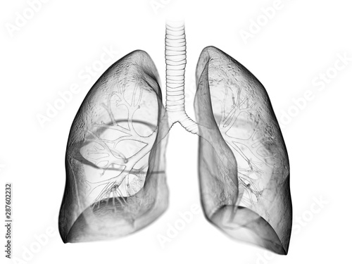 3d rendered medically accurate illustration of the lung