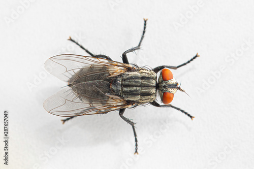 A close up dorsal view of a small housefly (musca domestica) in full detail, isolated against a white background, with colorful compound eyes and hairy legs.
