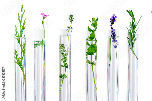 research Concpt on plants, aromatic herbs and flowers in test tubes