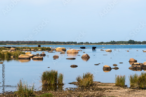 Coastal view with cattle in the calm water in summer season