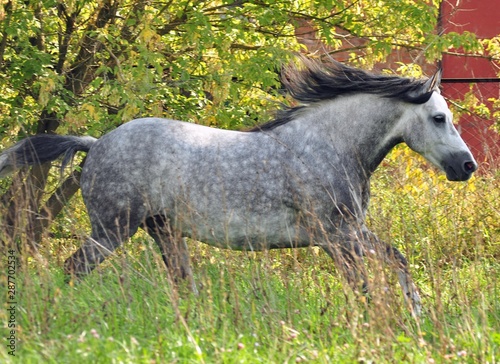 Grey horse flies golopom autumn day