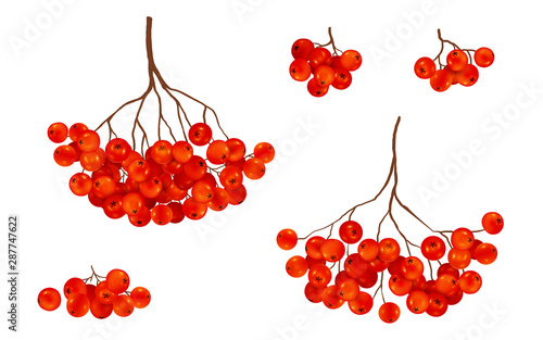 Red ripe rowan berries bunches set, vector realistic illustration isolated on white background