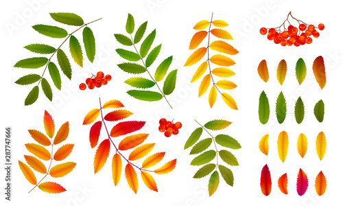 Realistic bright green and orange autumn rowan leaves and berries, vector set isolated on white background