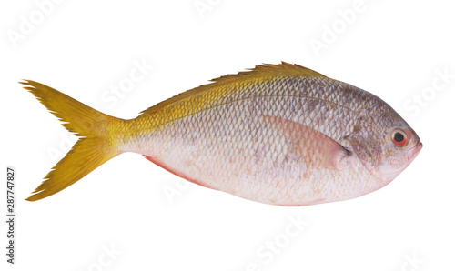 Fresh redbelly yellowtail fusilier fish isolated on white