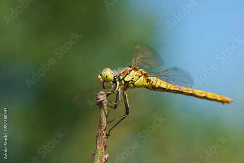 Macro photo of a dragonfly sitting on a blade of grass
