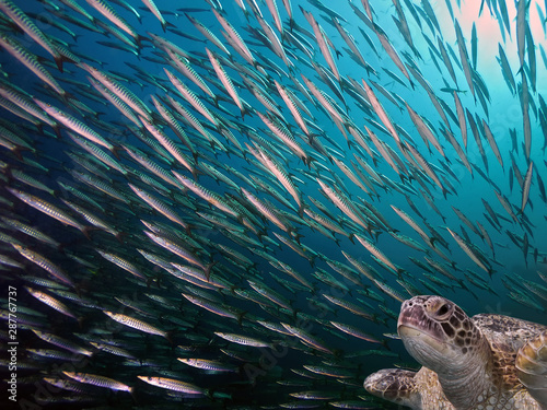 Scad jamb under water and large school of fish on a blue background