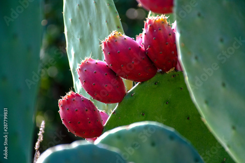 Red prickly pear cactus fruit