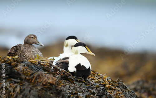 Close-up of a group of Common eiders lying in seaweeds