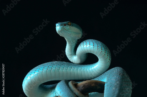 snake on black background