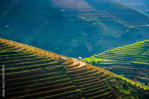 Rizières en terrasses, Haut Tonkin, province de Yên Bái, district de Mù Cang Chai, Vietnam.