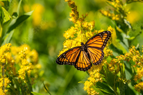 Monarch on Goldenrod