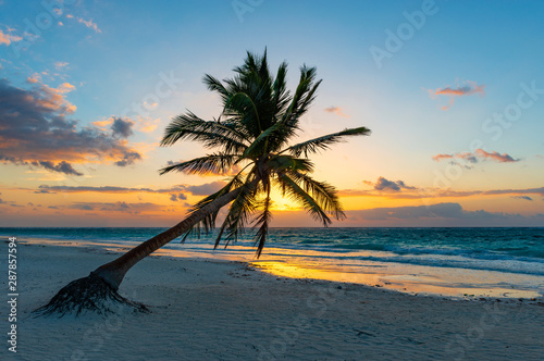 A magic sunrise along the beach of Tulum with the silhouette of a coconut palm tree, Yucatan, Mexico. 