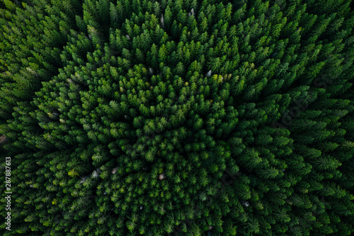 Forest from above