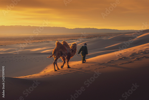 Camel going through the sand dunes on sunrise, Gobi desert Mongolia.