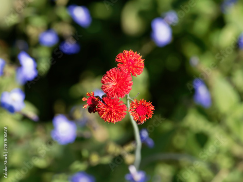 Petits chardons rouges écarlates et akènes de cucolies sur de hautes tiges (Emilia coccinea)