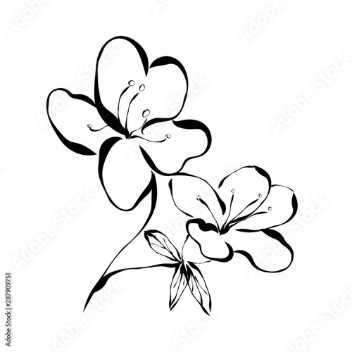 Azalea. Flower. Graphics. Drawing for advertising, logos.