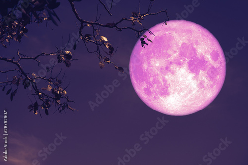 buck pink moon on night red sky back silhouette tree