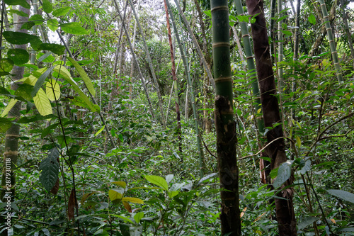 Lasy deszczowe Kolumbii