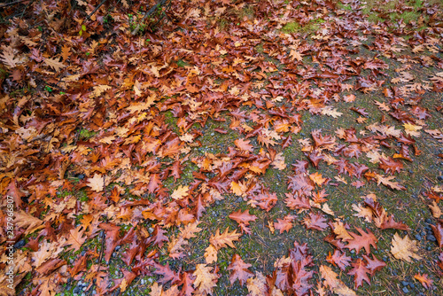 Mokre jesienne liście leżące na ziemii