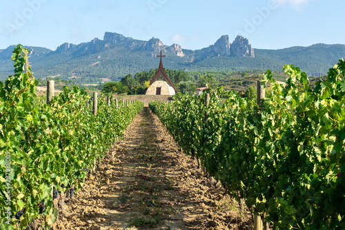 Vineyards in summer with the chapel of Slavery as background, La Rioja, Spain