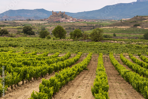 Vineyards in summer with San Vicente de la Sonsierra village as background, La Rioja, Spain