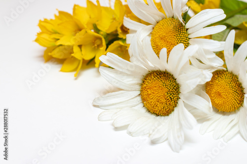Meadow country field flowers Camomile, Daisy and yellow Lysimachia on white background with copy space