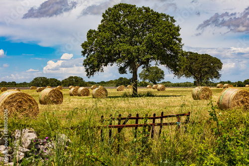Italy, Apulia, Metropolitan City of Bari, Gioia del Colle. Bales of hay in a field.