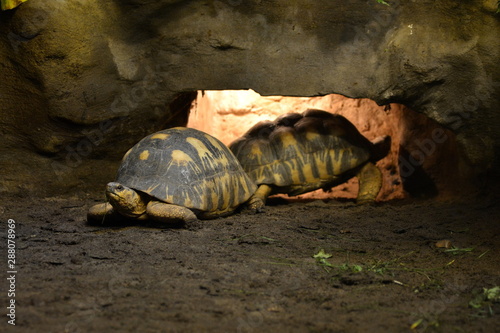 żółw promienisty