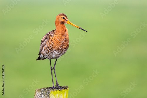 Uferschnepfe (Limosa limosa)