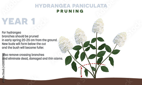 Hydrangea paniculata pruning tips in Year 1. Detailed illustration on a white background. This sort Hydrangeas are winter hardy.