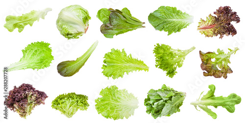 various leaves of lettuce vegetables isolated