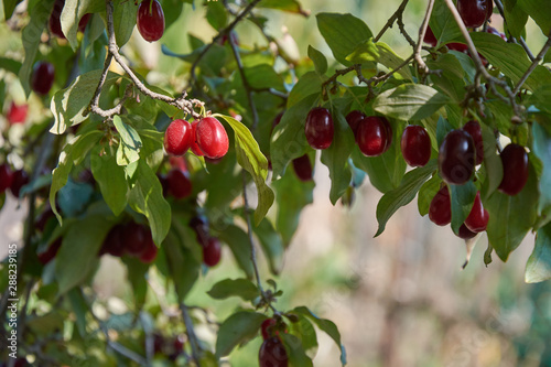 Branch of dogwood tree with many ripe berries