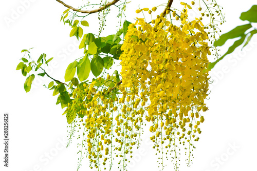  Cassia fistula