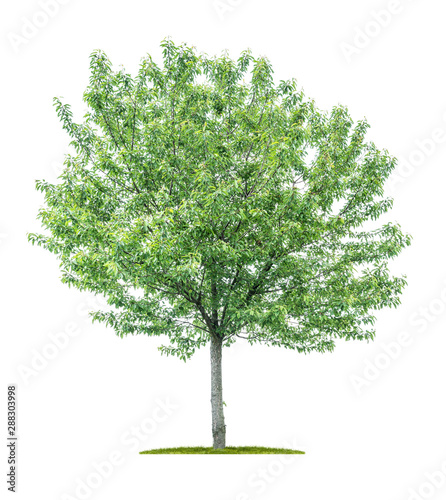 Isolated tree on a white background - Sorbus aucuparia - Mountain Ash