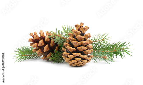 Fir tree branches and pine cones on white background