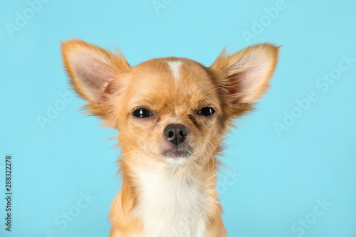 Cute small Chihuahua dog on light blue background