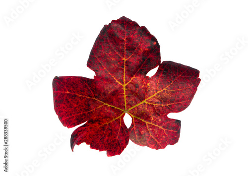 Autumnal Vine Leaf isolated