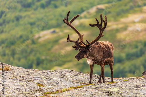 Ren.Rangifer tarandus.(Linnaeus, 1758)