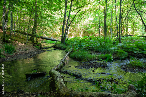 river passing through the forest