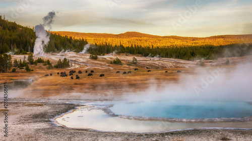 Hot springs and geyser basin landscape with bison grazing at Yellowstone National Park, Wyoming, USA.