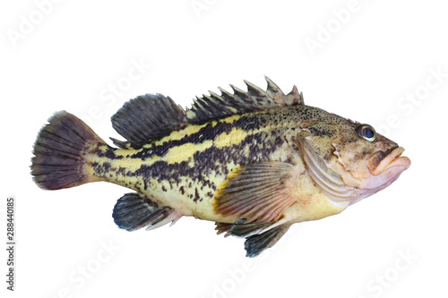 Alive rockfish Sebastes trivittatus (Yellow Rockfish, Gold Rockfish or Three-stripe Rockfish) isolated on white background. Alive fresh raw delicious fish.