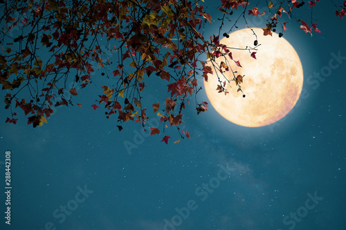 Piękna jesienna fantazja - klon w sezonie jesiennym i pełni księżyca z gwiazdą. Styl retro z odcieniem rocznika. Halloween i Święto Dziękczynienia w nocy tle koncepcji nieba.