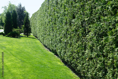 The wall consists of a green hedge. Green hedge of the tui tree. Nature, background.