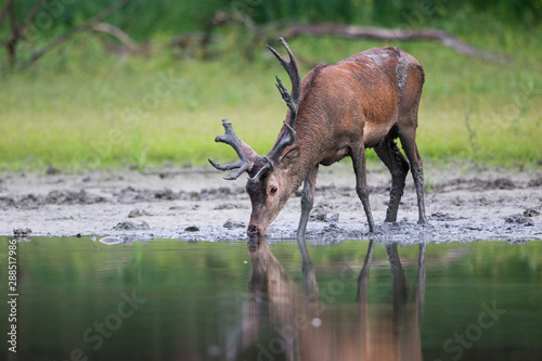Red deer standing beside river
