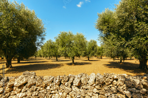 Olive plantation with old olive tree in the Apulia region, Italy