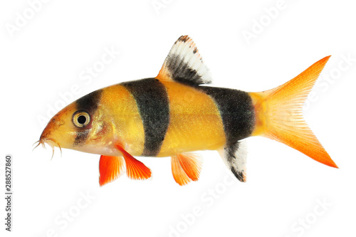 Clown loach tiger botia catfish Botia macracanthus aquarium fish 