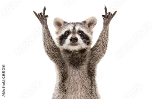 Funny cute raccoon showing a rock gesture isolated on white background